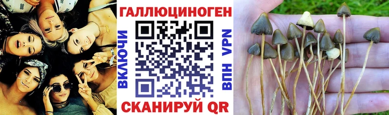 Псилоцибиновые грибы мицелий  Губкин 